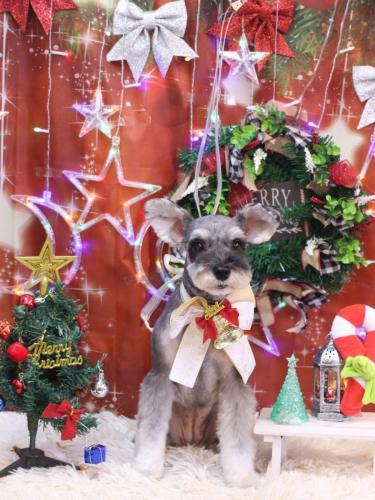 20231221むぎちゃん